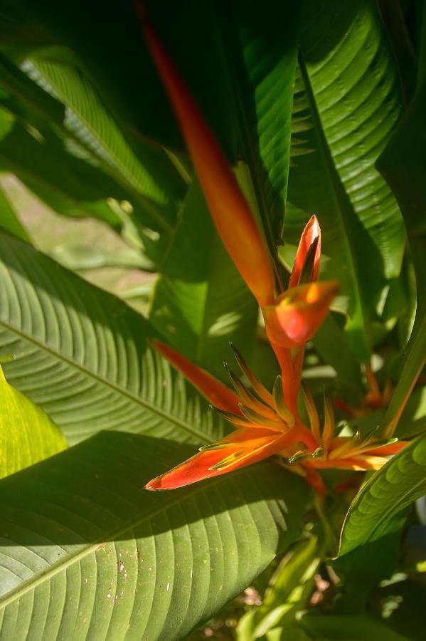 Soul Sync Sanctuary Formally Hacienda La Moringa Appartement Playa Hermosa  Buitenkant foto